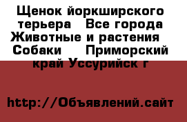 Щенок йоркширского терьера - Все города Животные и растения » Собаки   . Приморский край,Уссурийск г.